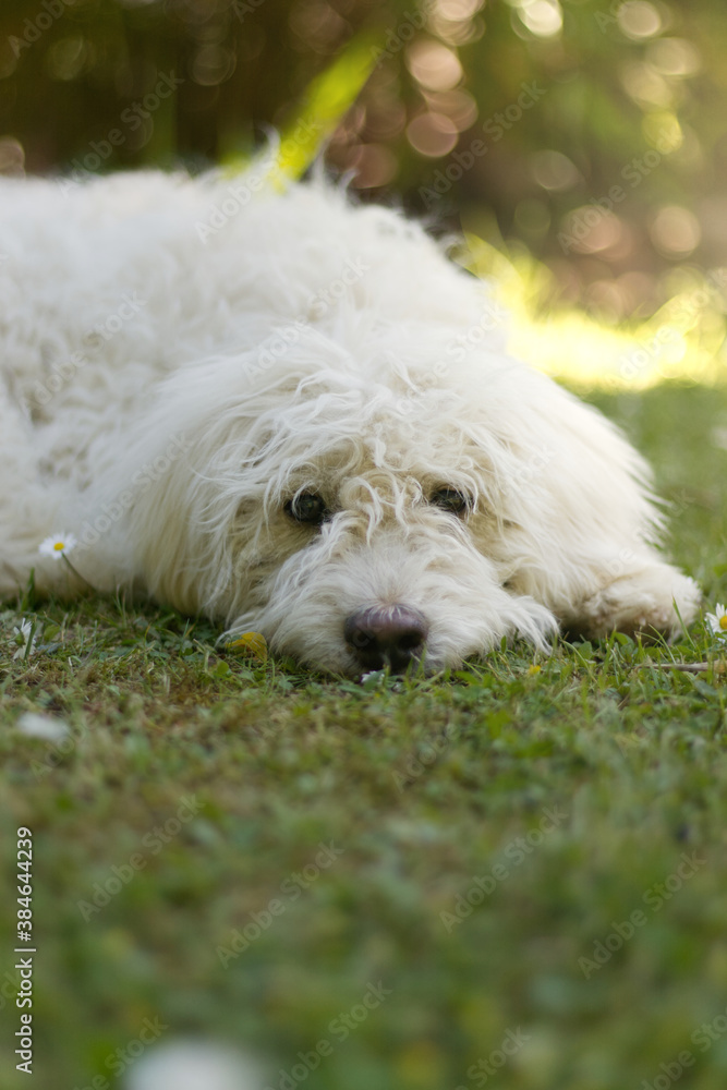 Hund im Gras