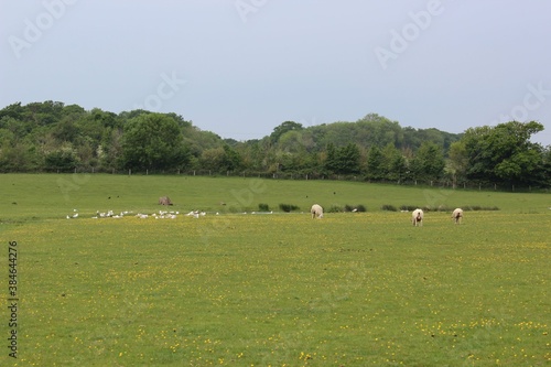 Sheep Farm 