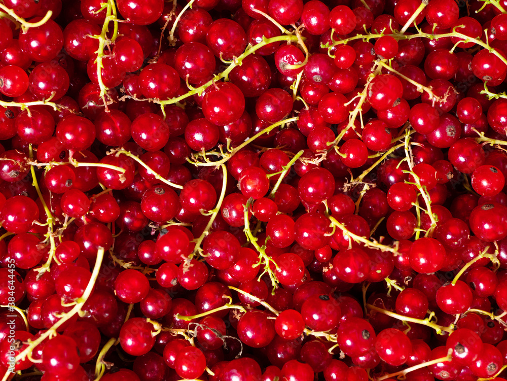 Red currants plucked from a bush and piled in a heap Red currants plucked from a bush and piled in a heap