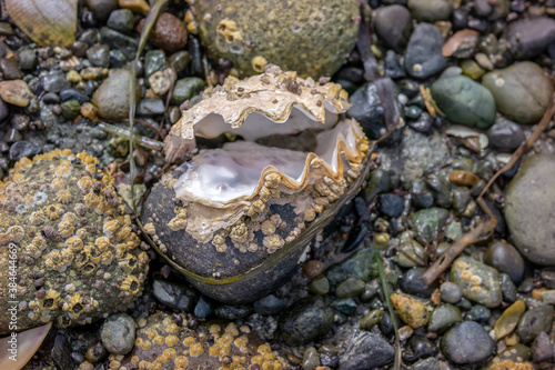 close up of mollusc open oyster on a beach Parksville BC