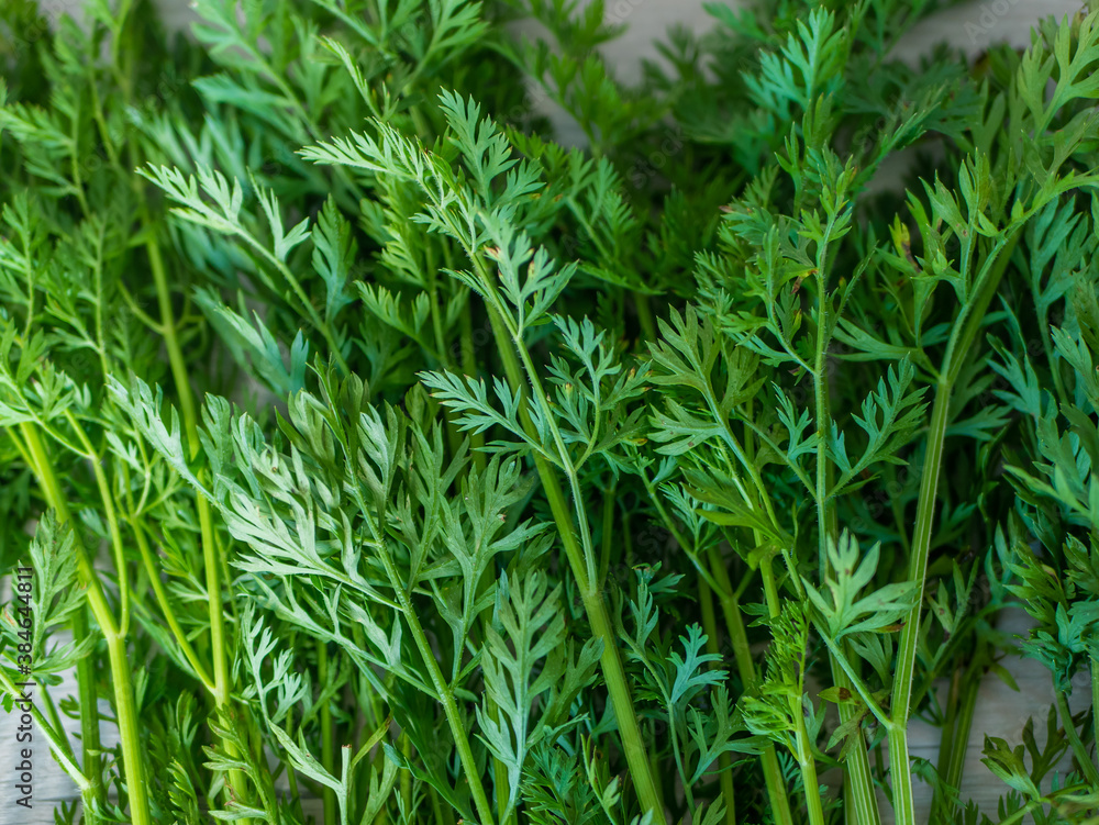 Green tops of carrots. Carrot tail, vegan food