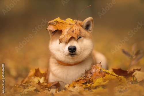 Cuadro en lienzo Japanese dog breed Shiba inu with an orange autumn foliage on its head