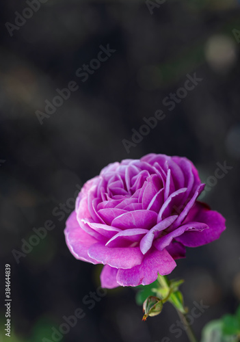 Large, hot pink roses in the garden, close-up, selective focus