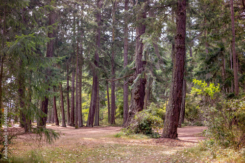 trees in the forest at Rathtrevor Beach Parksville BC