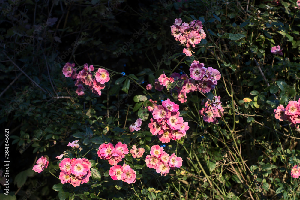 Pink flowers in the golden light of the evening (Thorigne-Fouillard 35235, Brittany, France).
