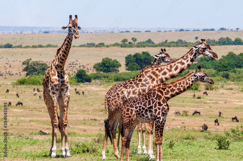 Obraz premium Giraffe family in Masai Mara National Reserve