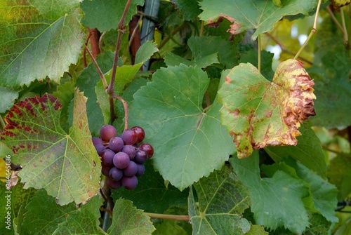 A detail of a vineyard with wine leaves, partly yellow in autumn and a small bunch of grapes in dark violet color with a lot of copy space, suitable as a seasonal or agricultural background. 