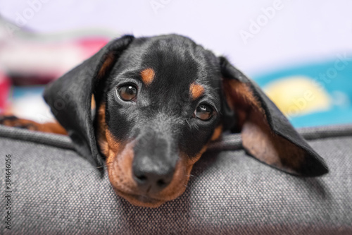 Portrait of adorable sad dachshund puppy lying with its head on side of pet bed, front view, close up. Tired baby dog resting after hard long day full of games and impressions.