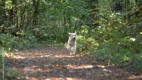 A white dog runs along the path during the day. Retriever walks in the woods. Summer, early autumn.