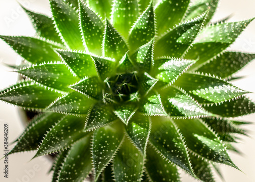 Wallpaper Mural Succulent green cactus at sunlight  close-up Torontodigital.ca