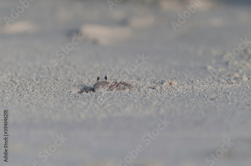 Suspicious sand crab on the beach