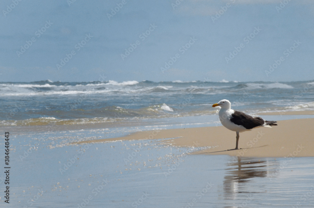 Bird on Ermenegildo beach. Brazil Bird on Ermenegildo beach. Brazil