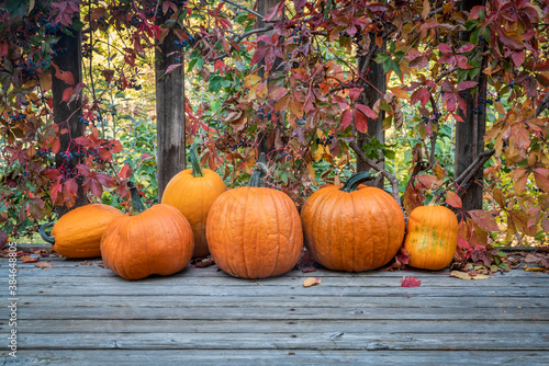 crop of pumpkins and vine in fall colors on a wooden deck  fall holidays concept
