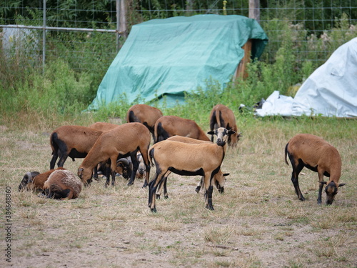 Fototapeta Naklejka Na Ścianę i Meble -  Stado owiec 