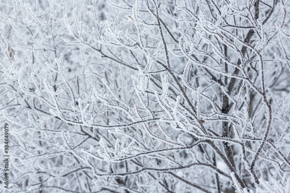 Snow and rime ice on the branches of bushes. Beautiful winter background with trees covered with hoarfrost. Plants in the park are covered with hoar frost. Cold snowy weather. Cool frosting texture. Snow and rime ice on the branches of bushes. Beautiful winter background with trees covered with hoarfrost. Plants in the park are covered with hoar frost. Cold snowy weather. Cool frosting texture.
