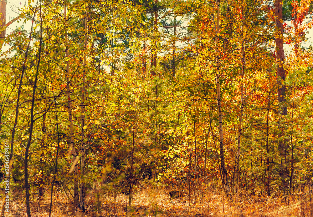 beautiful autumn colored forest