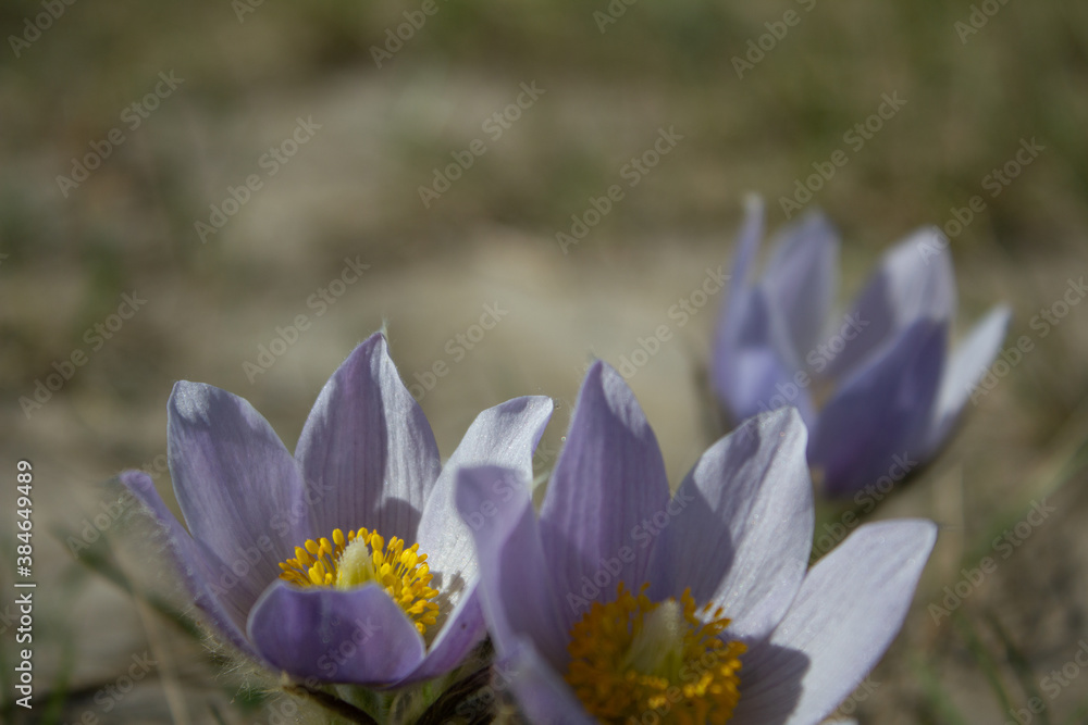 Purple flowers Purple flowers