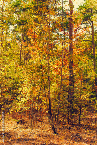 beautiful autumn colored forest © Mikhail Ulyannikov