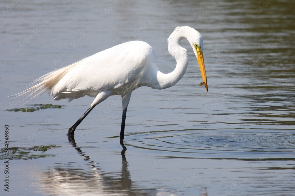 Egret_Fishing 24 Egret_Fishing 24