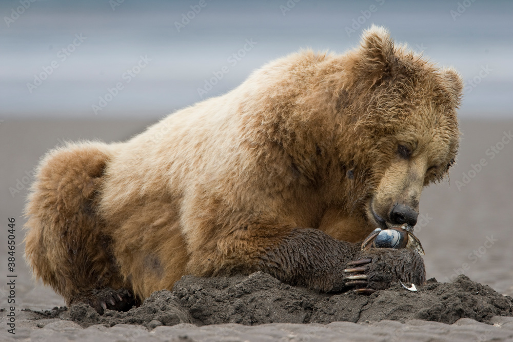Fototapeta premium Grizzly Bear, Hallo Bay, Katmai National Park, Alaska