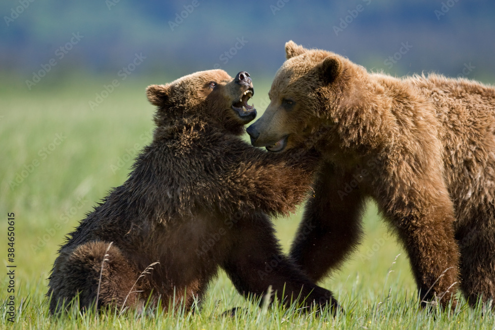 Fototapeta premium Grizzly Bears Playing, Hallo Bay, Katmai National Park, Alaska