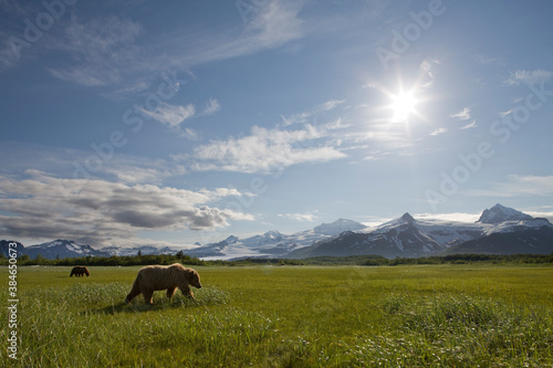 Grizzly Bears  Hallo Bay  Katmai National Park  Alaska