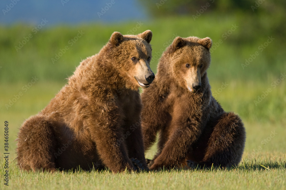 Fototapeta premium Grizzly Bears, Hallo Bay, Katmai National Park, Alaska