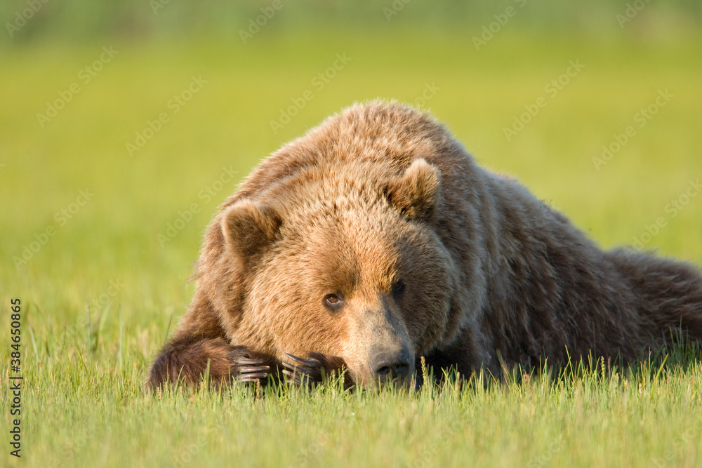 Obraz premium Grizzly Bear, Hallo Bay, Katmai National Park, Alaska