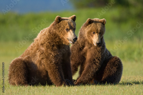 Grizzly Bears, Hallo Bay, Katmai National Park, Alaska