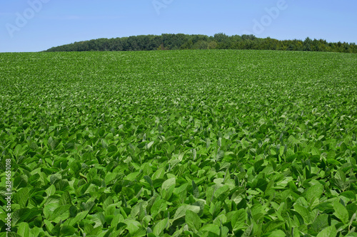 Green soybean wide field in summertime