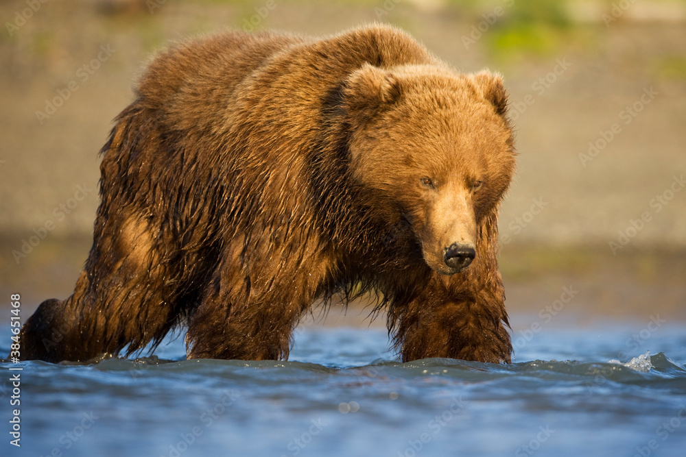 Grizzly Bear, Hallo Bay, Katmai National Park, Alaska Grizzly Bear, Hallo Bay, Katmai National Park, Alaska