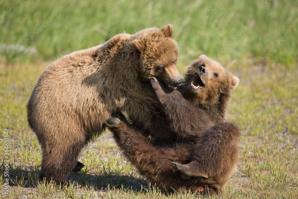Fototapeta premium Grizzly Bears Fighting, Katmai National Park, Alaska