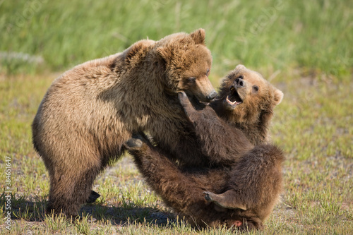 Grizzly Bears Fighting, Katmai National Park, Alaska