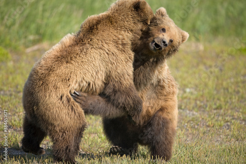 Grizzly Bears Wrestle, Hallo Bay, Katmai National Park, Alaska
