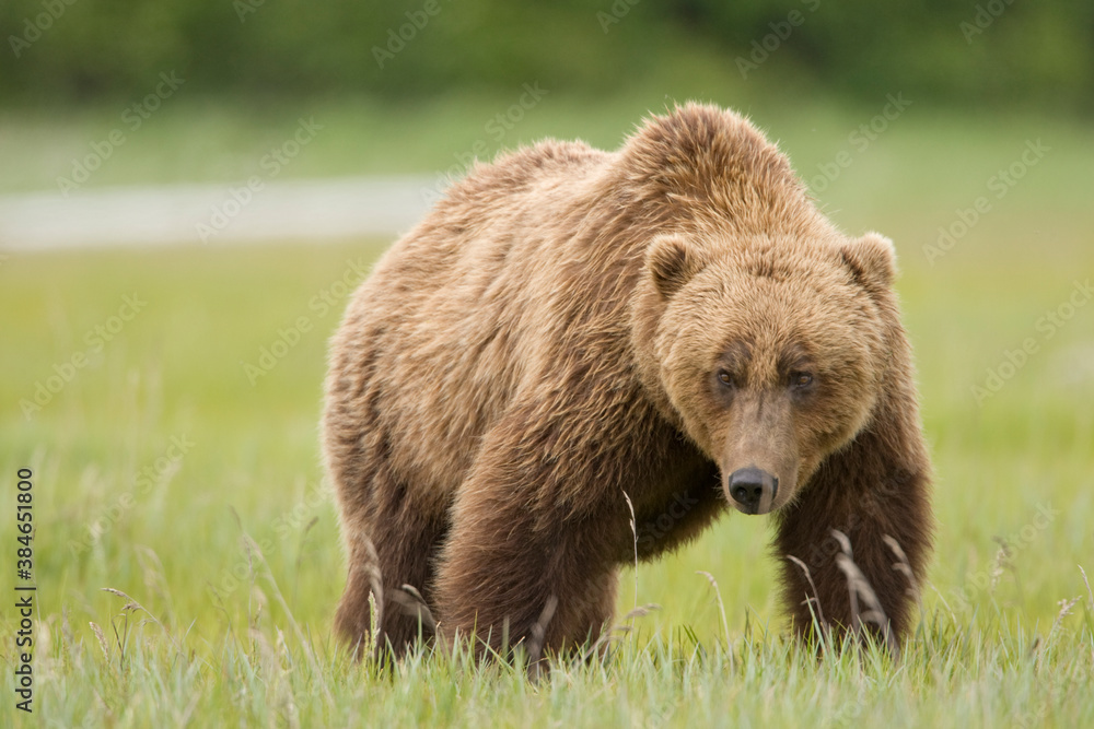 Grizzly Bear, Hallo Bay, Katmai National Park, Alaska