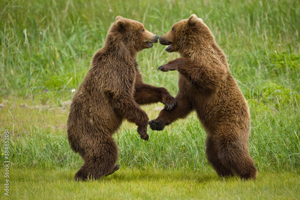Fototapeta premium Grizzly Bears Wrestling, Katmai National Park, Alaska