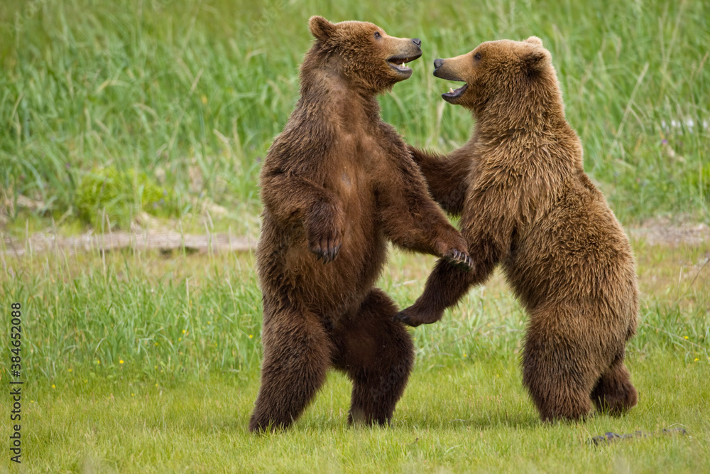 Grizzly Bears Wrestling, Katmai National Park, Alaska Grizzly Bears Wrestling, Katmai National Park, Alaska