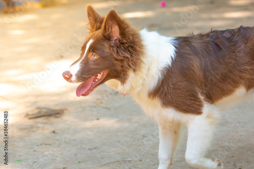 Portrait of a brown and white Border Collie puppy