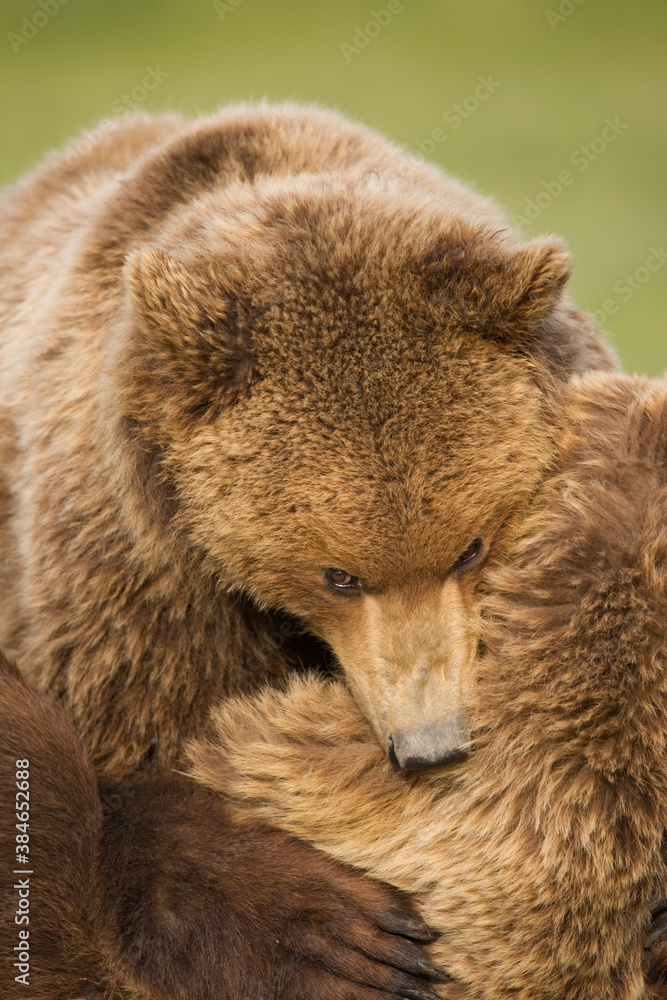 Grizzly Bears Wrestling, Katmai National Park, Alaska Grizzly Bears Wrestling, Katmai National Park, Alaska