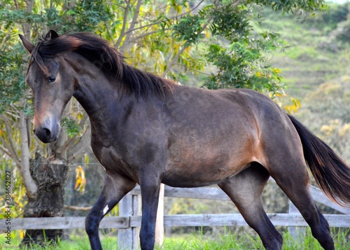 Caballos caminando