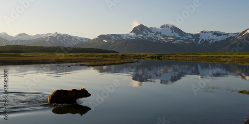 Grizzly Bear, Katmai National Park, Alaska