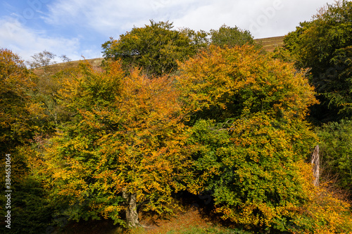 Aerial view of trees in autumn