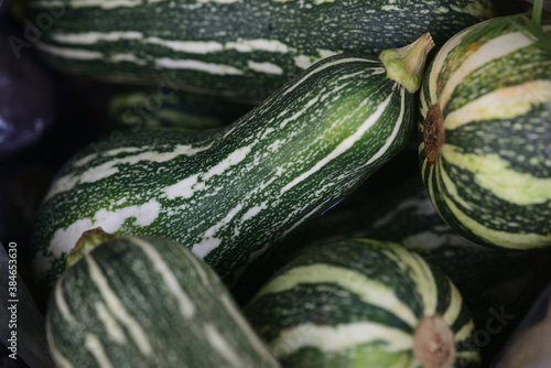 Pumpkin　Paulisuta
