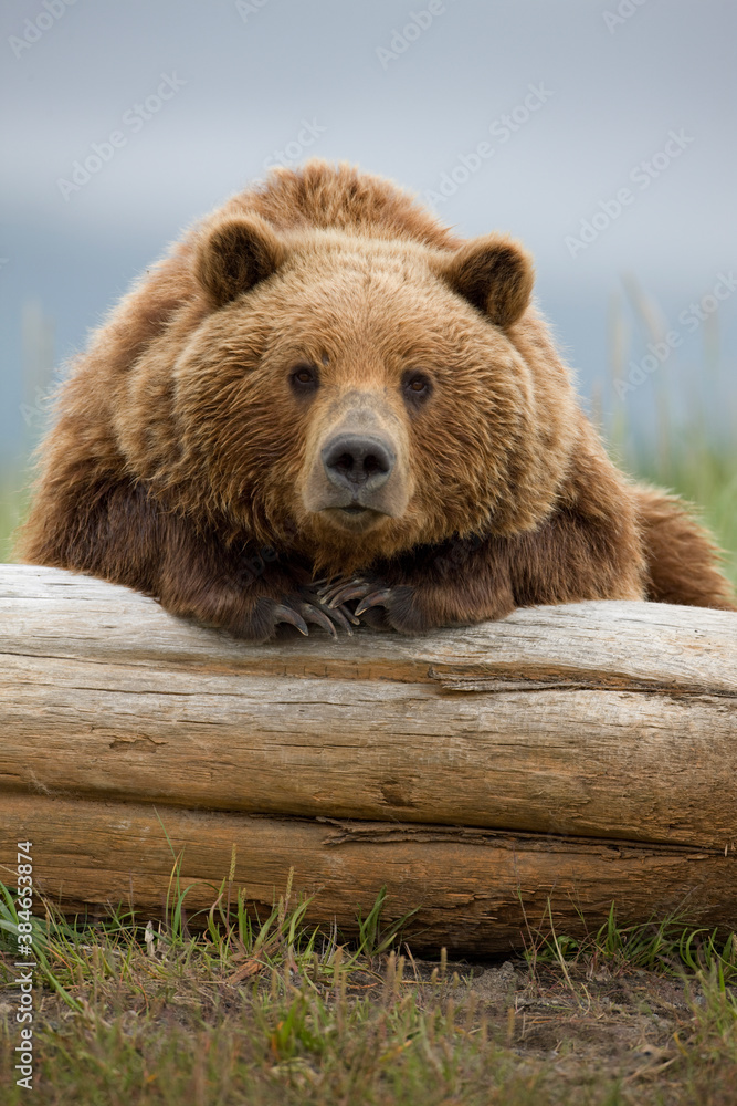 Obraz premium Grizzly Bear, Hallo Bay, Katmai National Park, Alaska