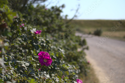 Pinke Blüten am staubiger Starße photo