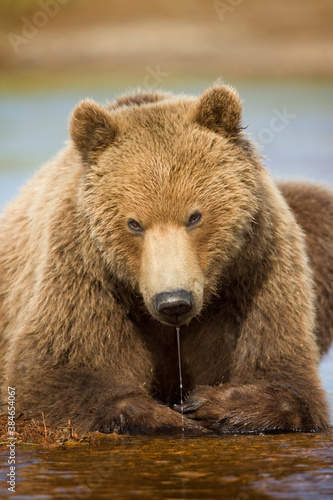 Grizzly Bear, Hallo Bay, Katmai National Park, Alaska