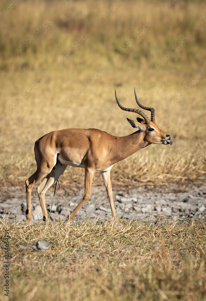 Vertical portrait of male impala sticking its tongue out in morning sunlight in Botswana Vertical portrait of male impala sticking its tongue out in morning sunlight in Botswana
