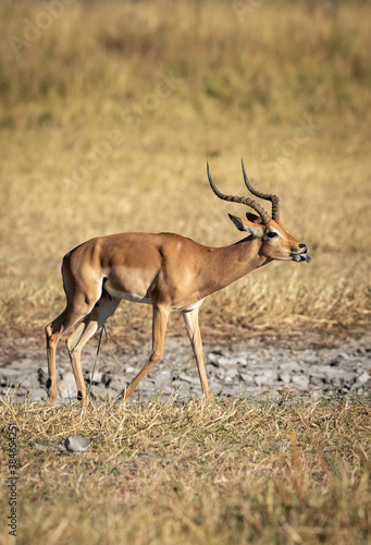 Vertical portrait of male impala sticking its tongue out in morning sunlight in Botswana