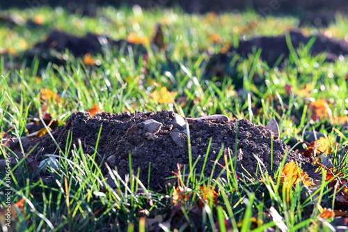 Maulwurfhaufen oder Wühlmaushaufen im Herbst in einem Garten photo