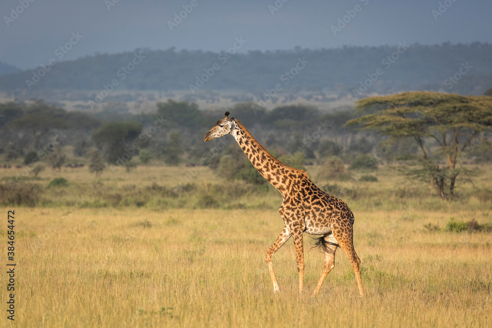 Obraz premium Adult female giraffe walking in dry grass in Serengeti in Tanzania